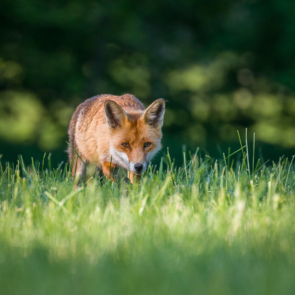 Animaux renard Jura