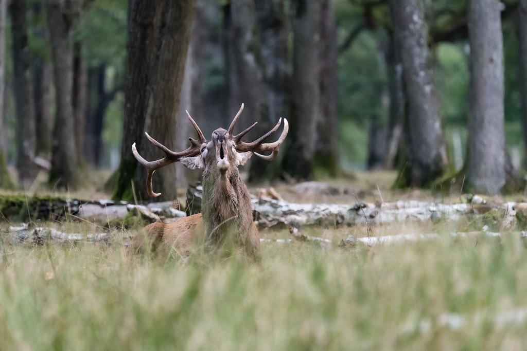 Animaux europe Rambouillet