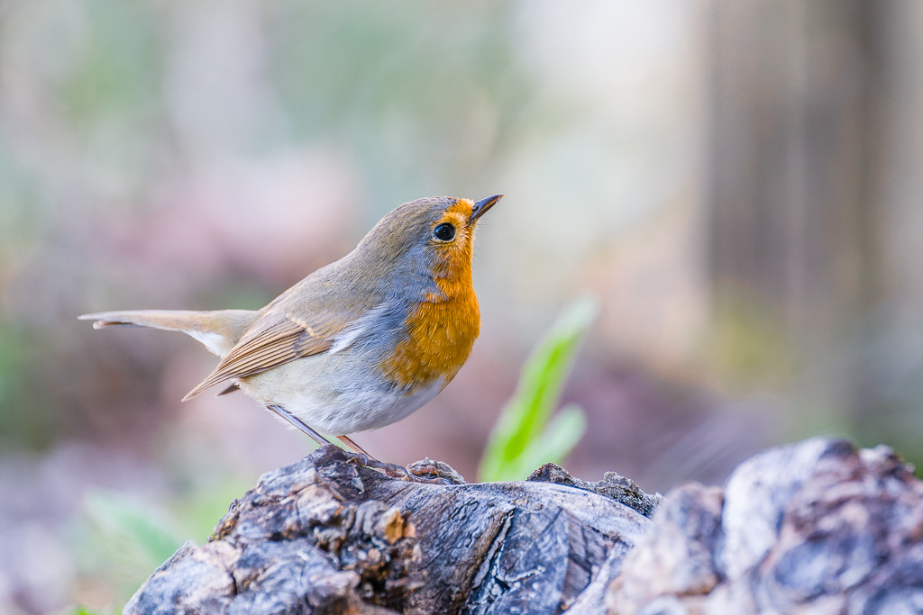 Animalier oiseaux jardin