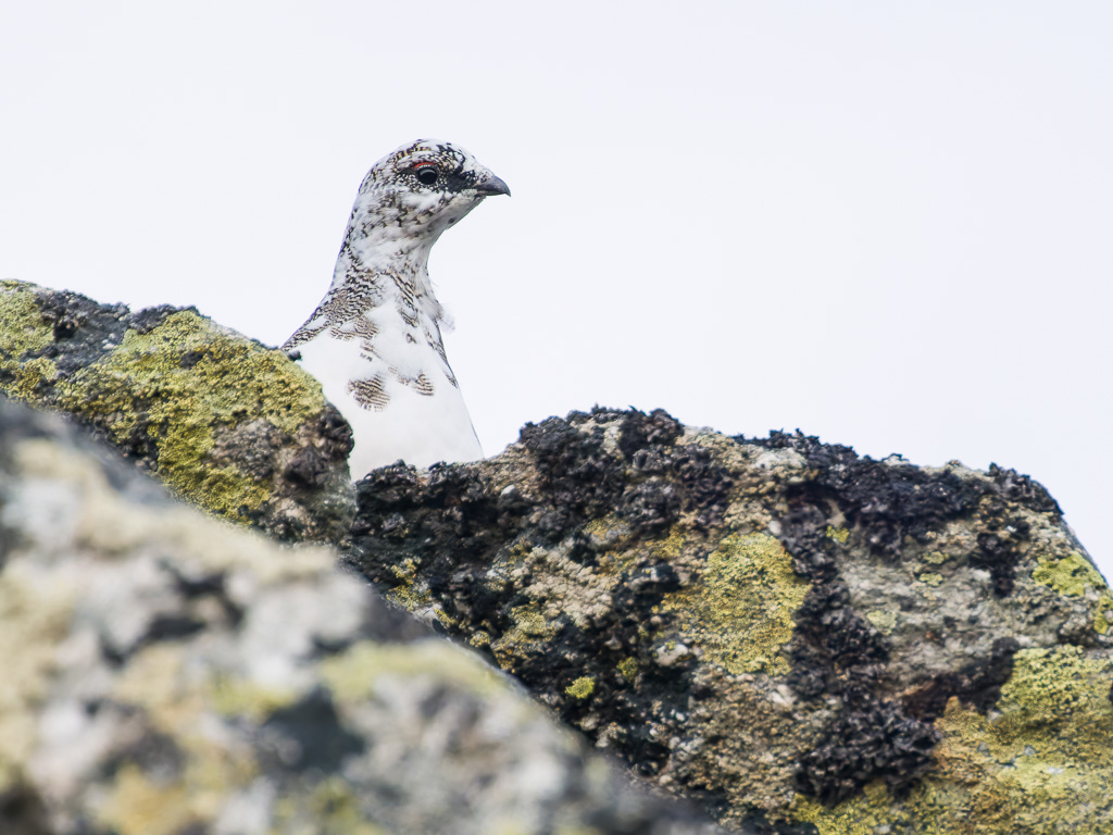 Animalier oiseaux europe lagopède