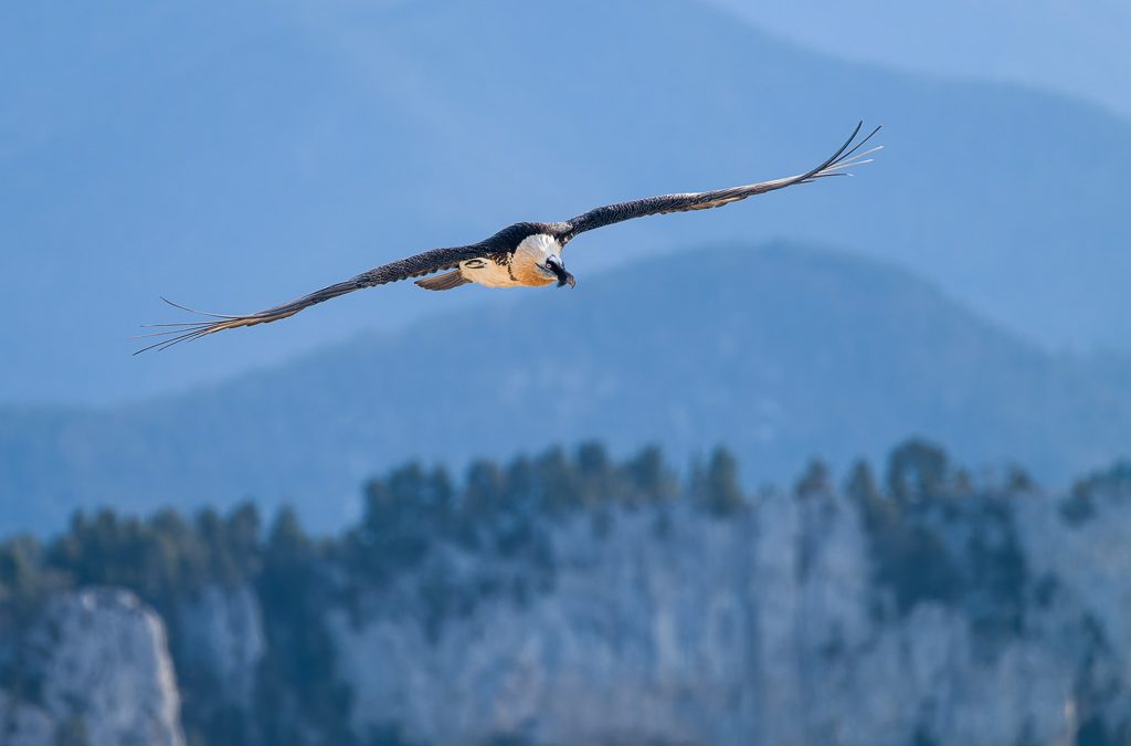 Lauréat concours Nature 2025 en Rhône Alpes
