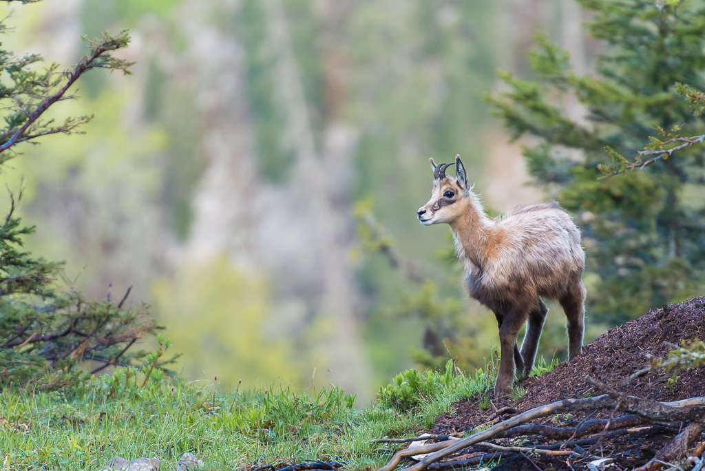 Jeune chamois en Chartreuse