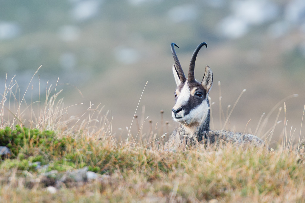 Un chamois à la Dente de Crolles