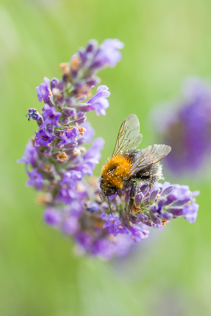 Un bourdon butine une fleur de romarin