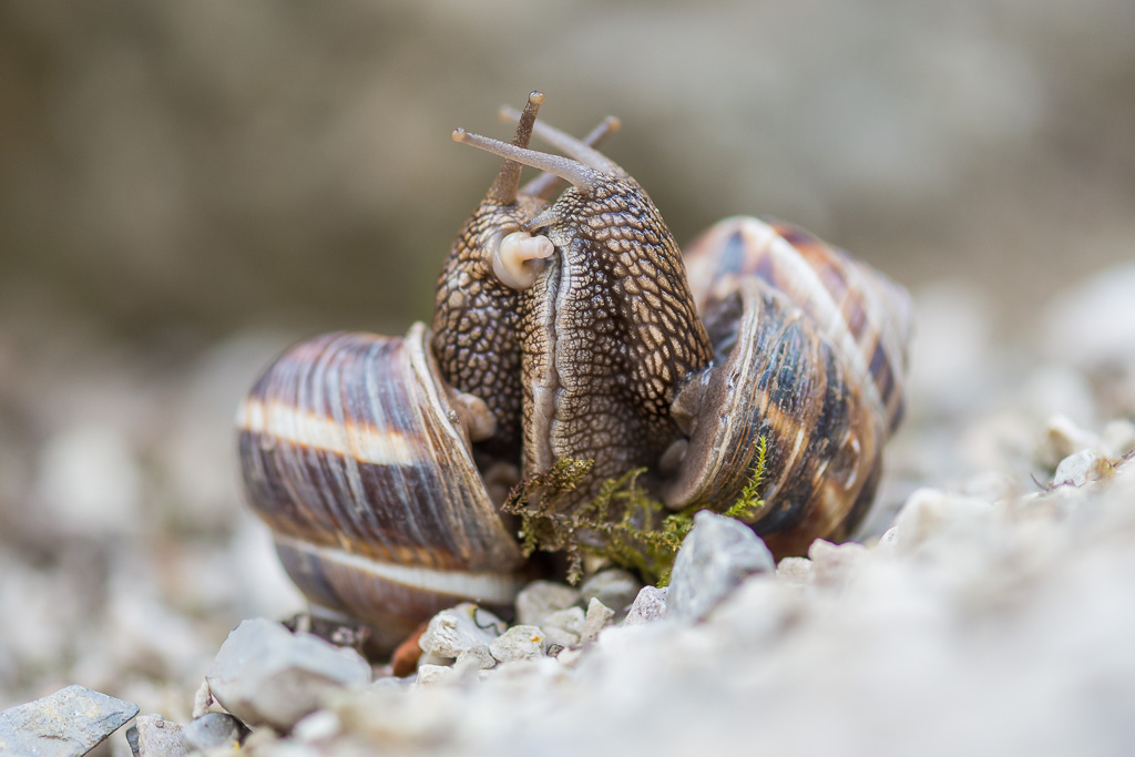 accouplement d'escargots