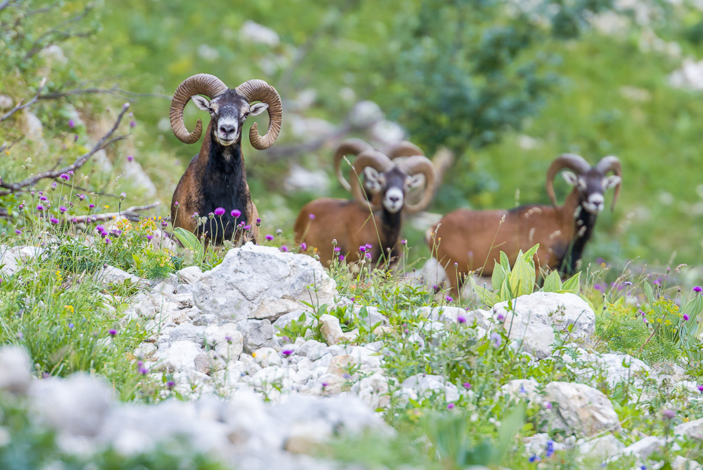 Mouflons au Charmant Som en chartreuse