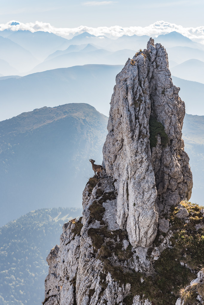 Bouquetin sur un rocher du Vercors