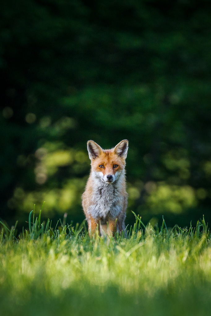 Renard en chasse dans le Jura