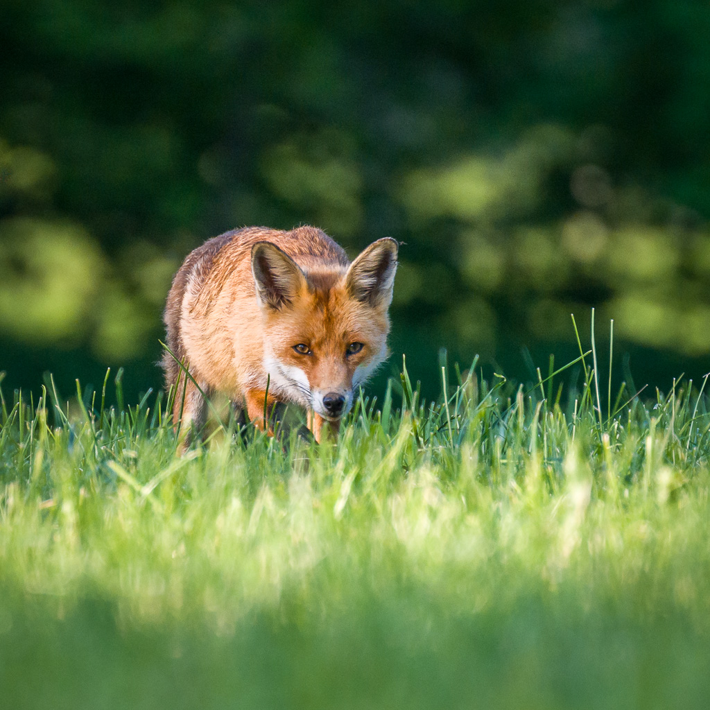 renard en approche les yeus dans les yeux