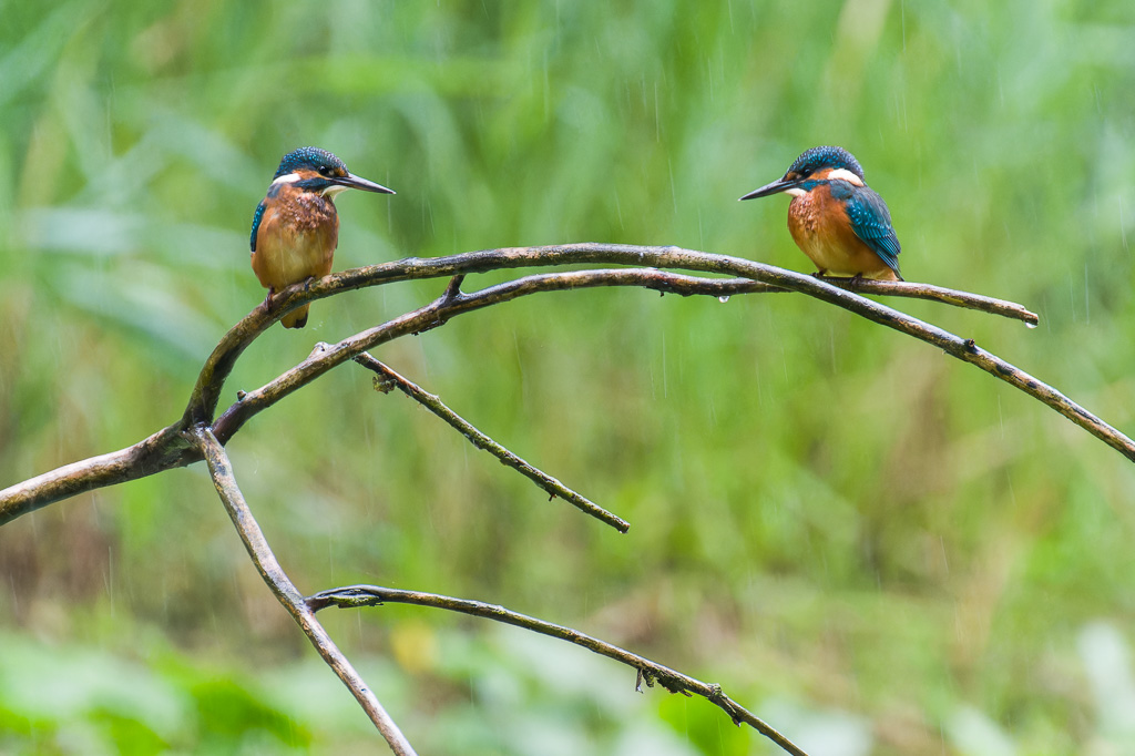 Duo de martin pêcheur