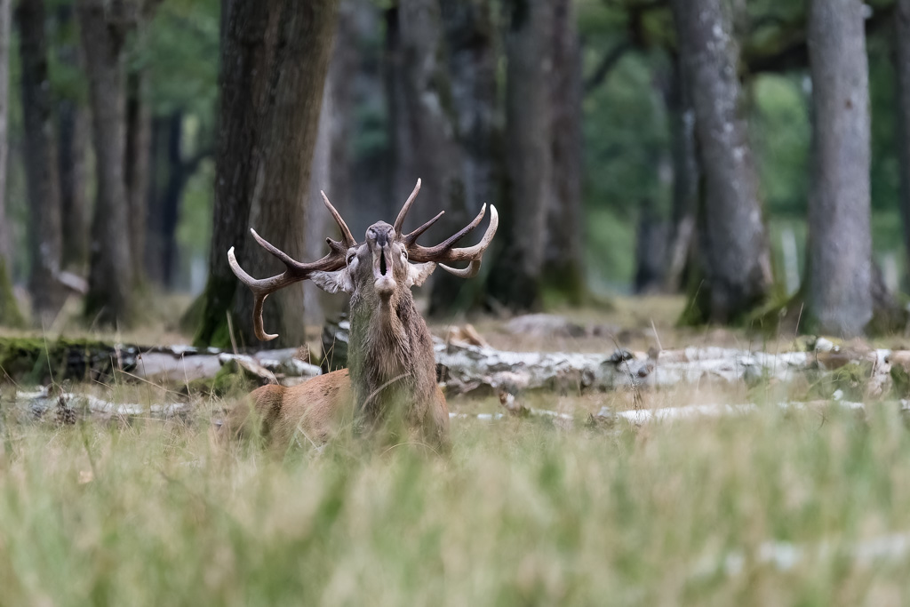 Brame du cerf en forêt de Rambouillet