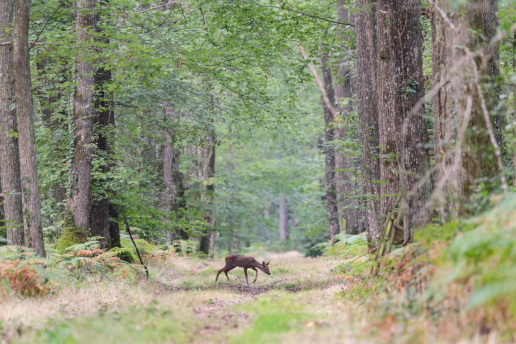 un chevreuil en forêt en Eure et Loire