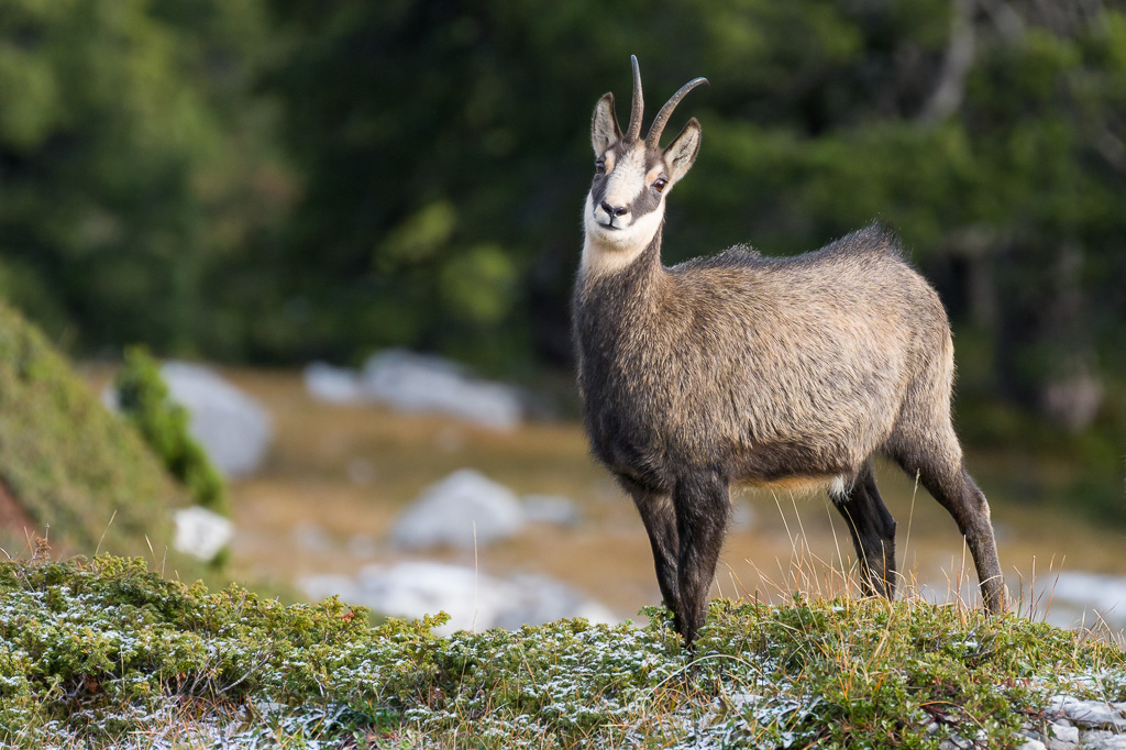 Chamois à la Dent de Crolles