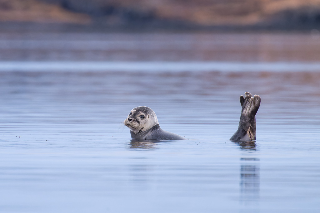 Phoque gris dans un fjord de l'Islande