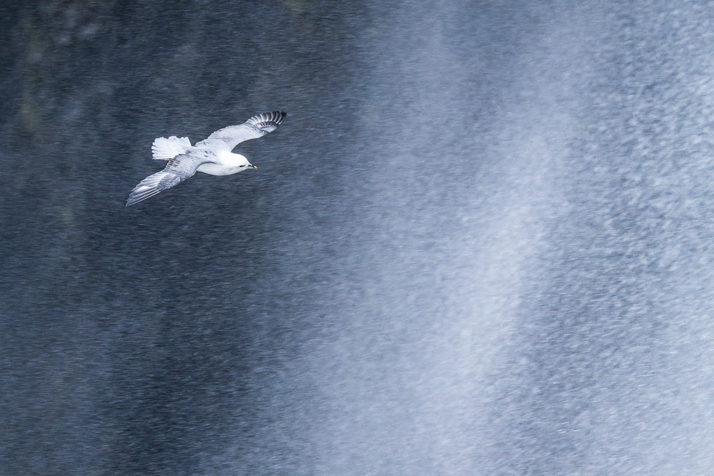 Un fulmar boréal en Islande