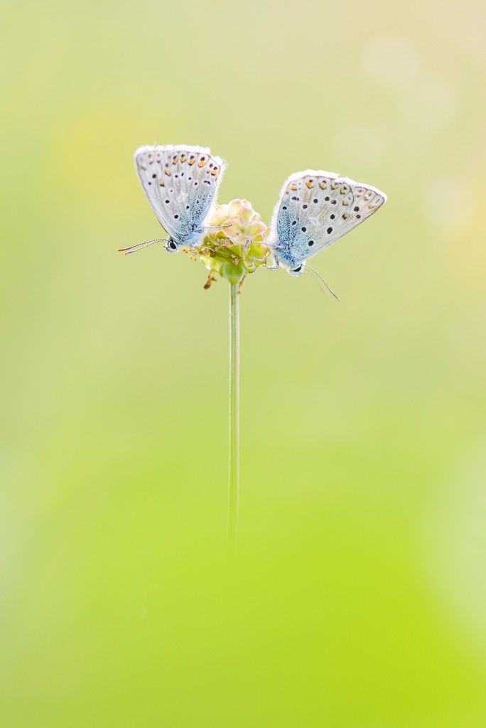 Papillon Argus bleu en macro