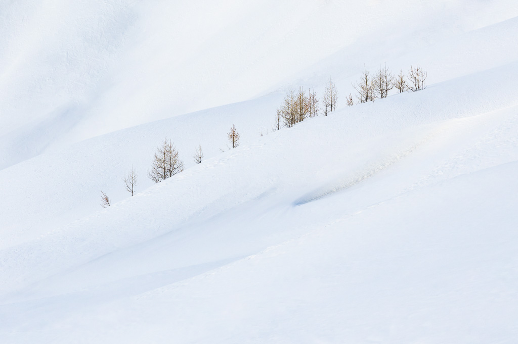 des mélèzes dans la neige du Queyras
