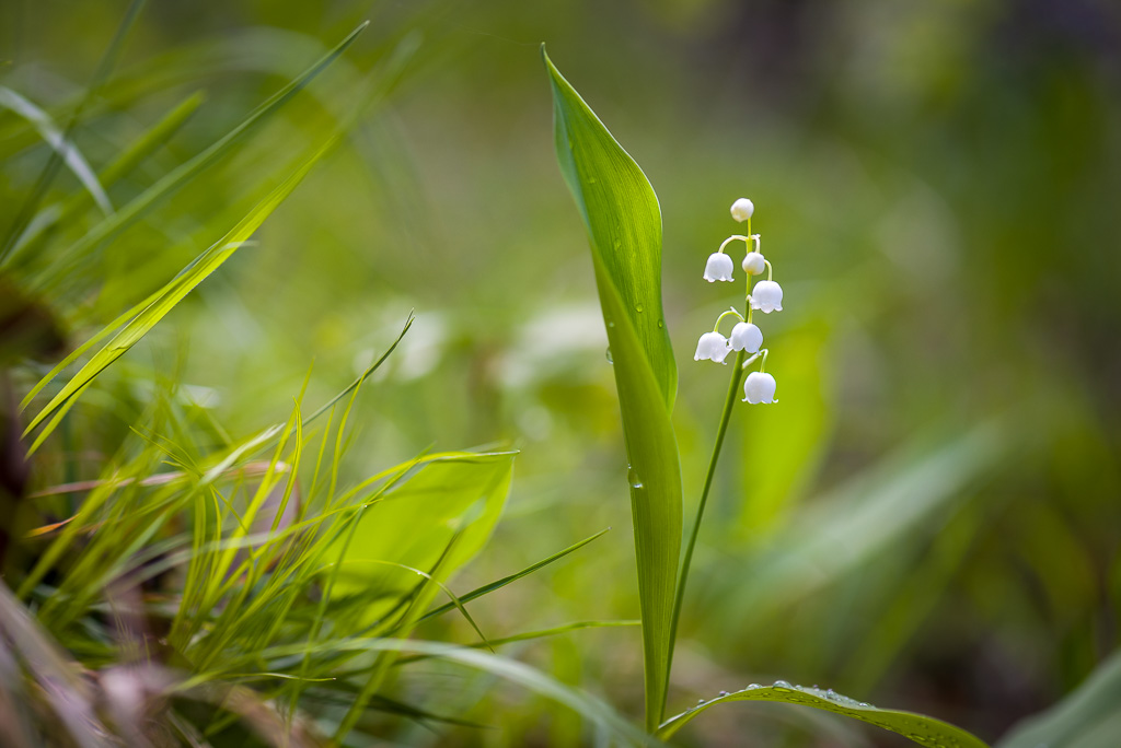 Muguet sauvage de chartreuse