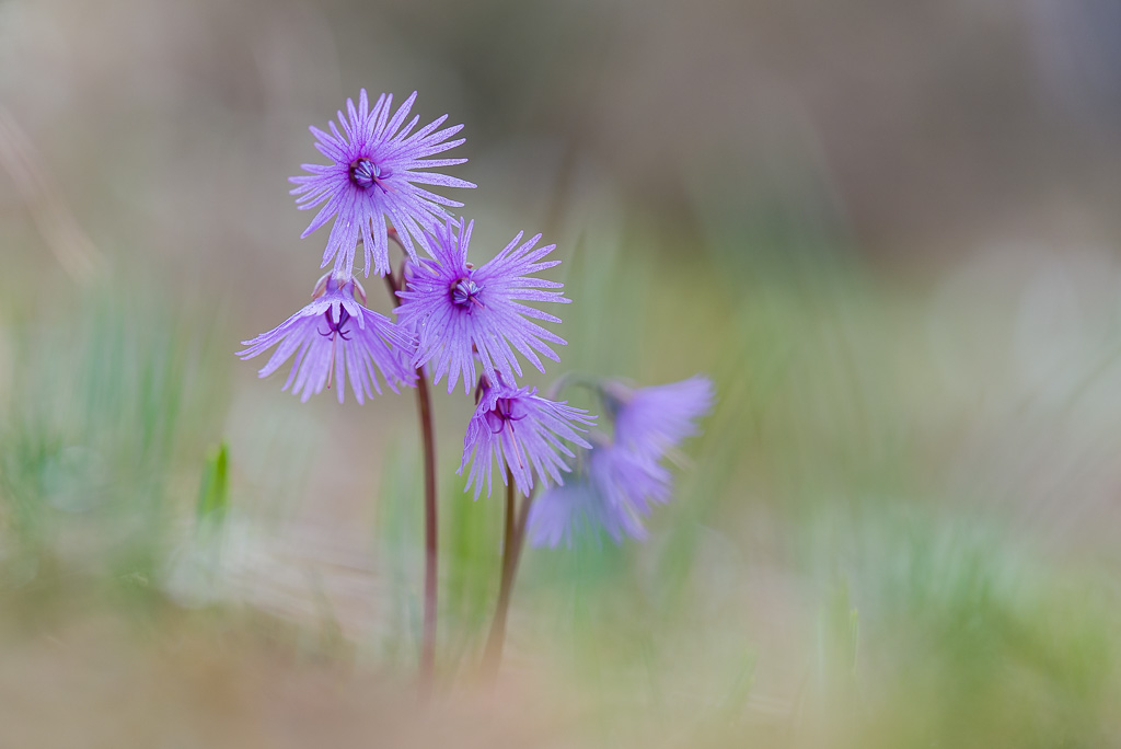 fleur de soldanelle