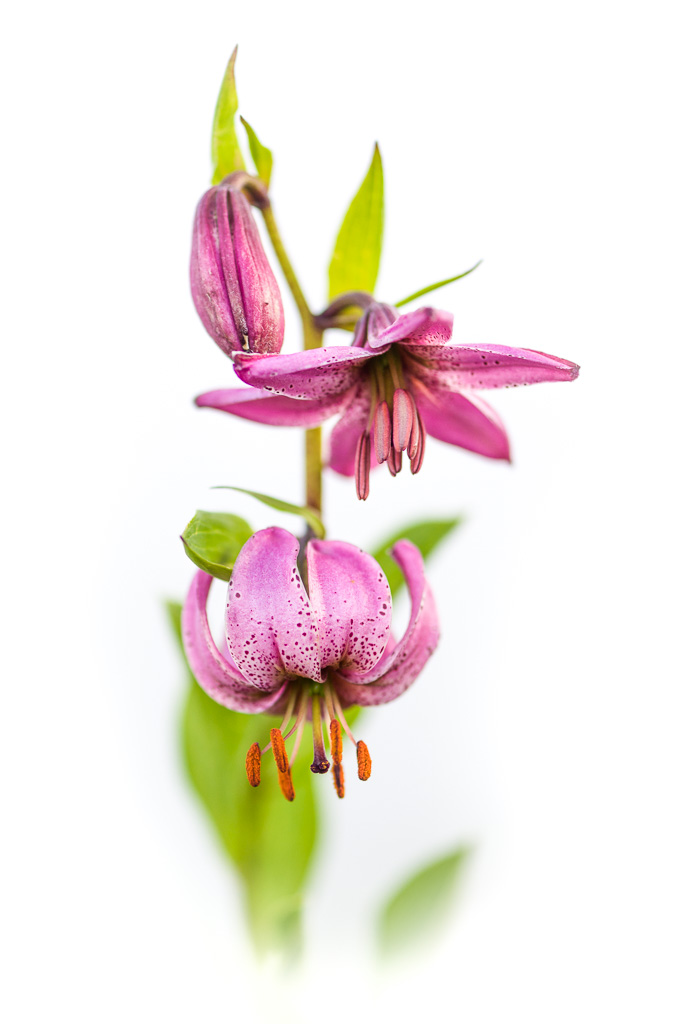 Lys Martagon