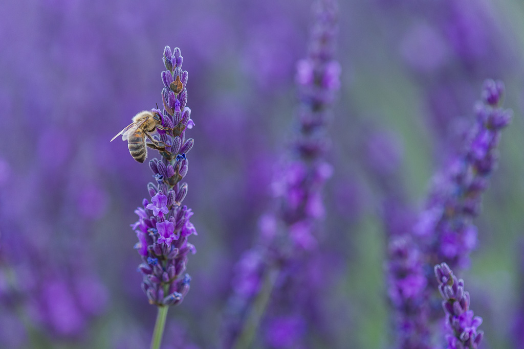 Une abeille butine la lavande à Valensol