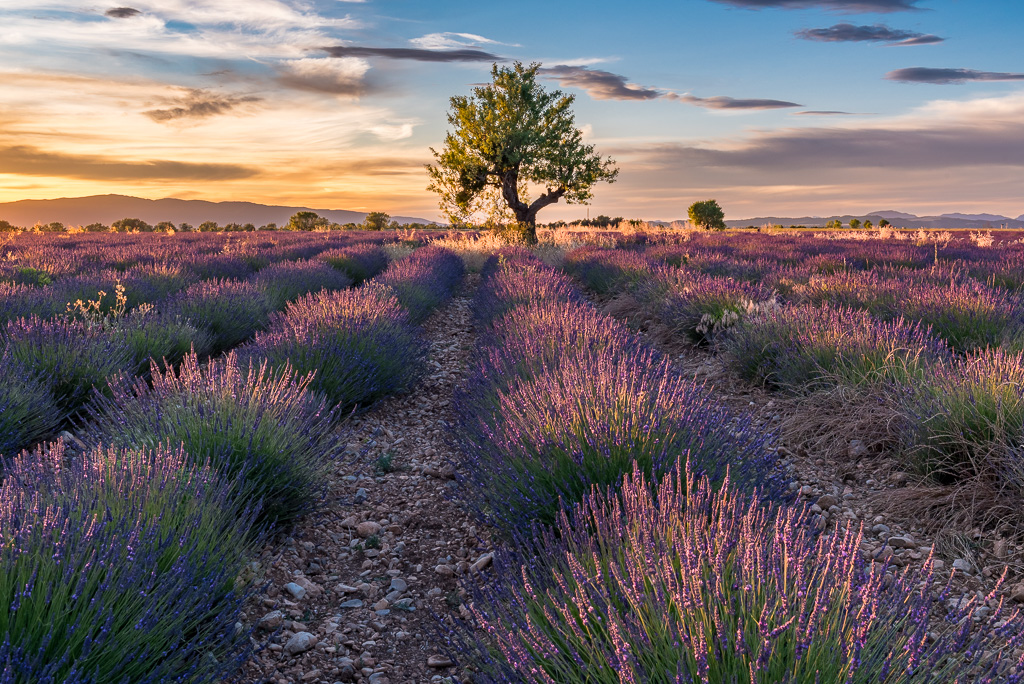 Lever de soleil sur le plateau de Valensol