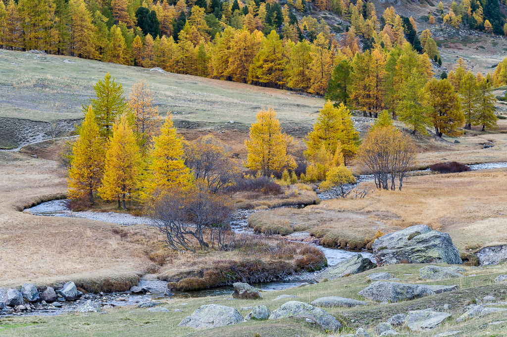 Mélèze à l'automne dans la Clarée