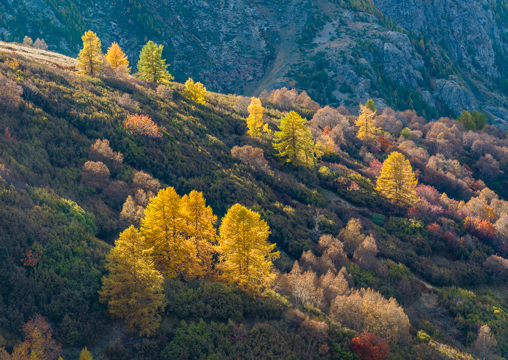 Mélèze à l'automne au col du Lautaret