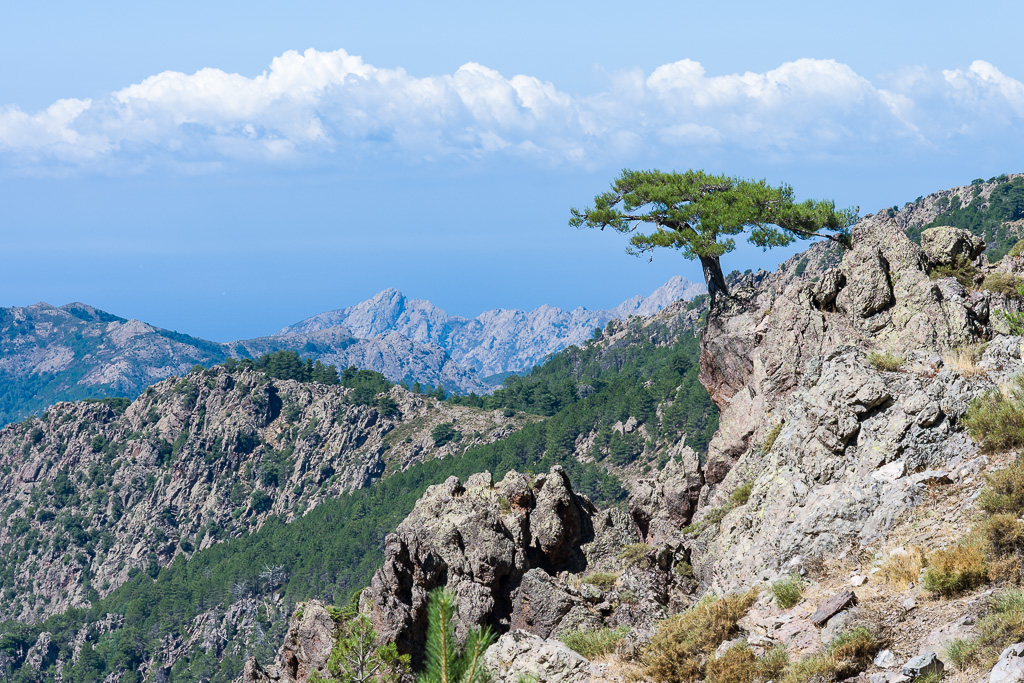 Payse de corse sur le GR20