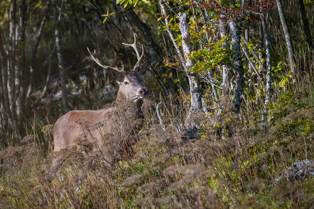 cerf élaphe pendant le brame
