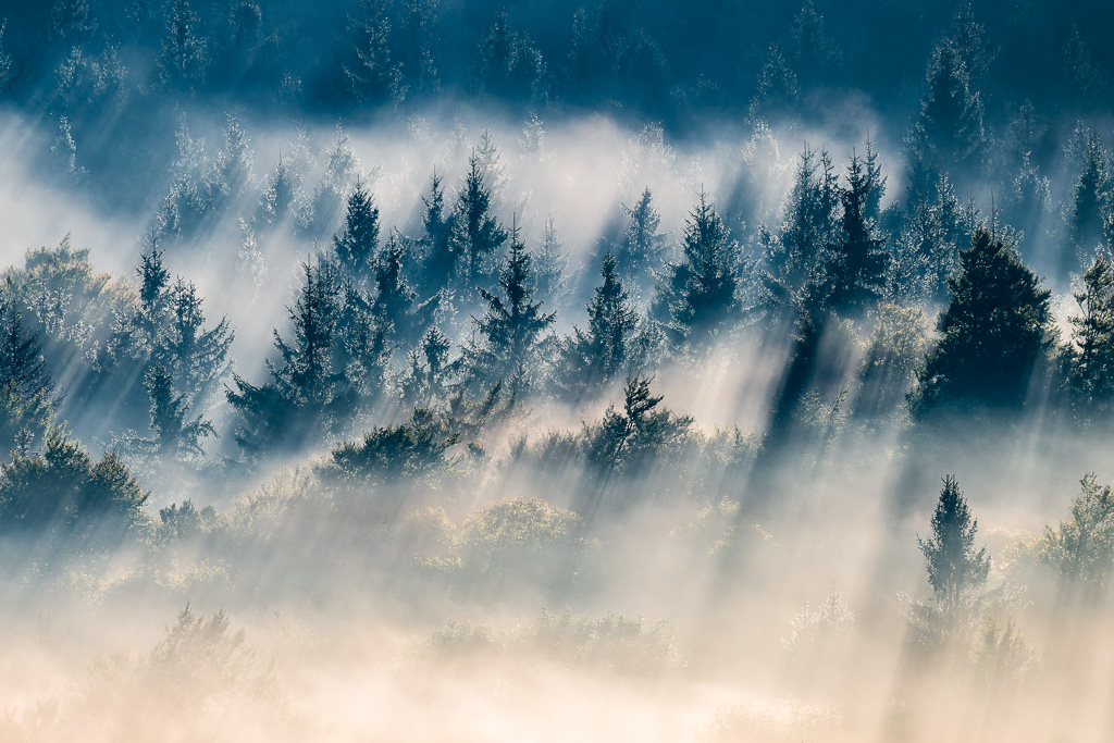 Rayons de soleil dans les sapins et la brume