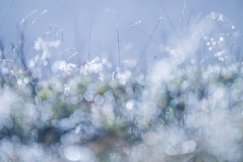 Gouttes de rosée en contre jour