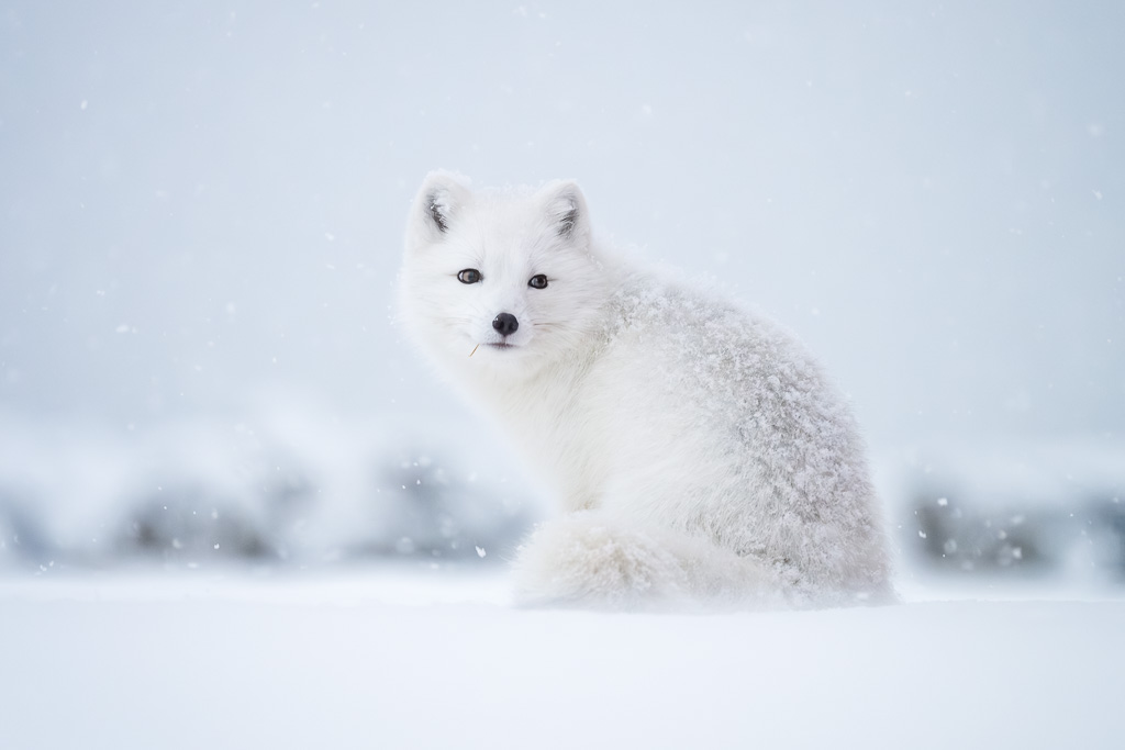 Renard polaire en Islande