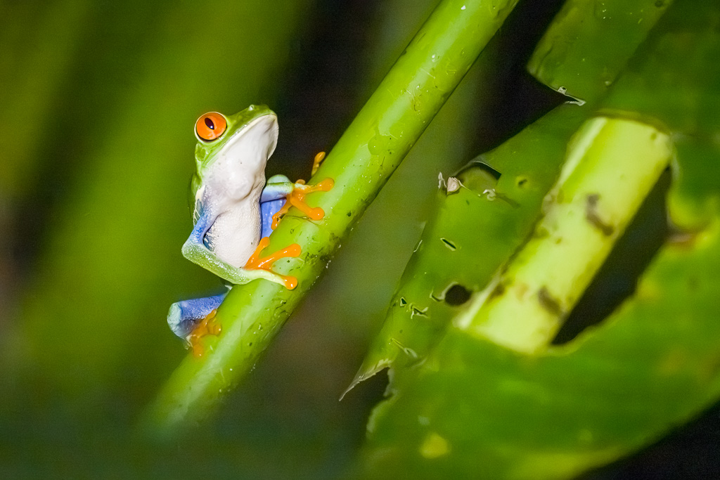 Rainette aux Yeux rouge du Costa Rica