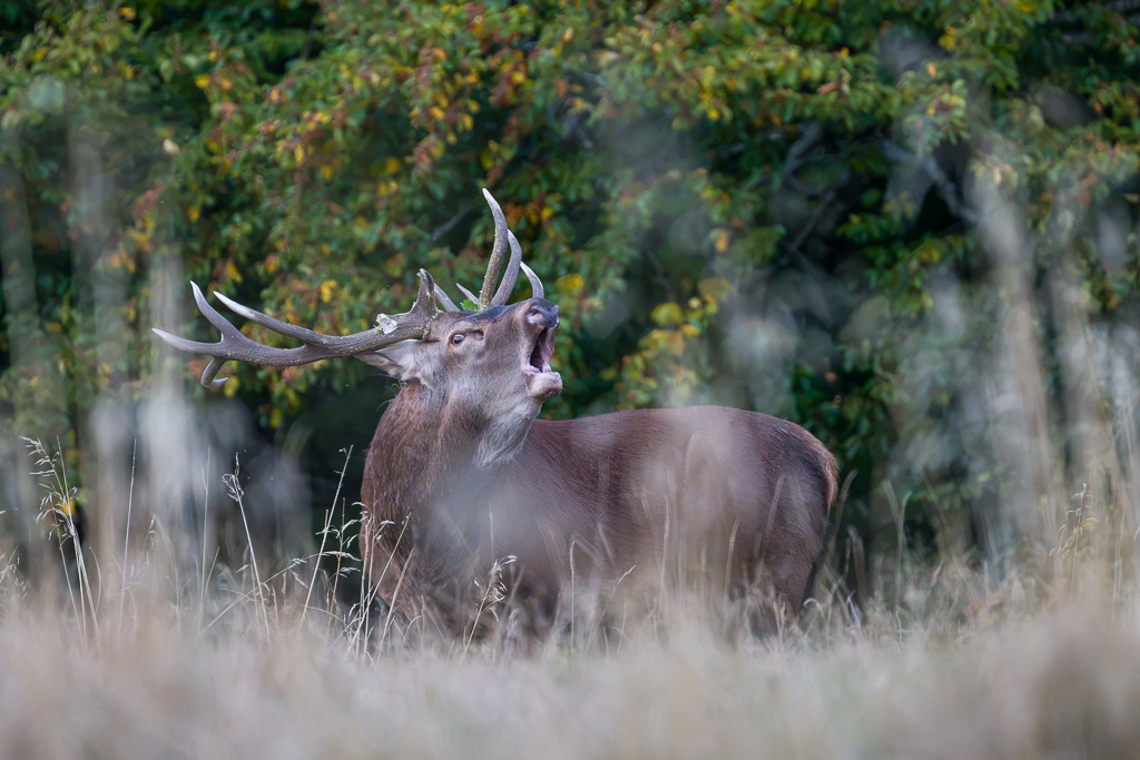 le brame du cerf